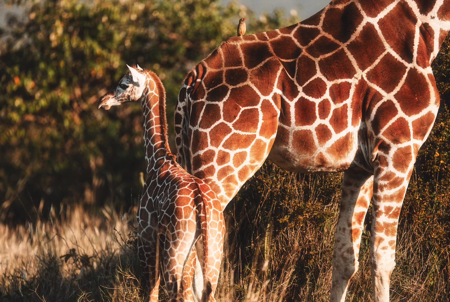 Mountain Landscape Wall Art Print 16