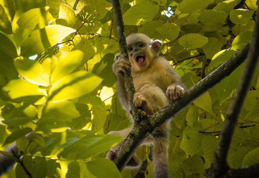 Mountain Landscape Wall Art Print 45